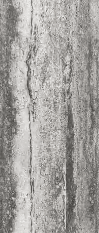 Linear Travertine view 4